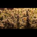 Blue Dream from Seeds66 3 Seeds