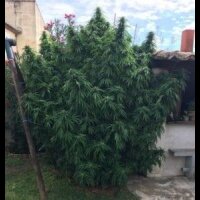 Blue Dream from Seeds66 5 Seeds
