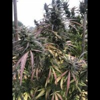 Blue Dream from Seeds66 10 Seeds