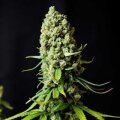 Early Skunk from Seeds66 10 Seeds