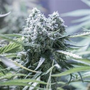 Critical Extrem from Seeds66 3 Seeds