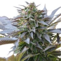 Blue Cheese Auto from Seeds66 3 Seeds