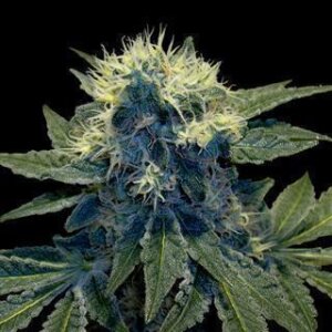 Black Jack Herer Auto from Seeds66 3 Seeds