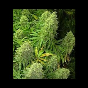 Triple XL Auto from Seeds66 10 Seeds