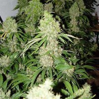 Critical Extrem Auto - Seeds66