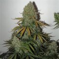 Critical AK59 Auto from Seeds66 3 Seeds