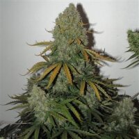 Critical AK59 Auto from Seeds66 10 Seeds