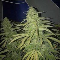 Amnesia Lemon Fast Version from Seeds66 1 Seed