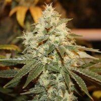 CBD Chemdawg #4 from Seeds66 5 Seeds
