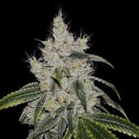 CBD Mexican Gold - Seeds66