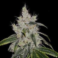 CBD Mexican Gold - Seeds66 1 Seed