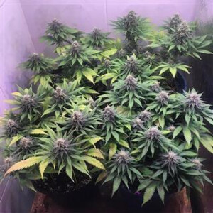 Critical Purple Auto from Seeds66 5 Seeds