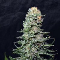 AK59 from Seeds66 3 Seeds