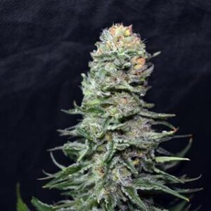 AK59 from Seeds66 10 Seeds