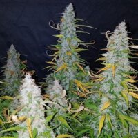 White Californian Auto from Seeds66 3 Seeds