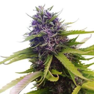 Fat Blueberry Auto from Seeds66 5 Seeds