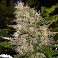 Big Blue Devil Auto - Seeds66