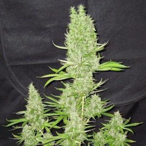 Party Berlin Auto from Seeds66 1 Seed