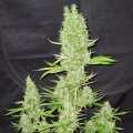 Party Berlin Auto from Seeds66 5 Seeds