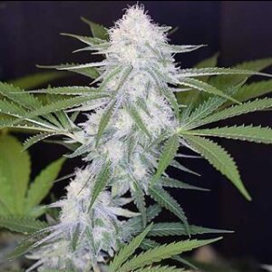 Super Silver Haze Auto from Seeds66 3 Seeds