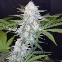 Super Silver Haze Auto from Seeds66 5 Seeds