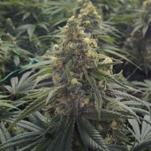 Sour Diesel Auto from Seeds66 3 Seeds