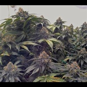 Bubba´s Gift from Seeds66 3 Seeds