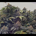 Bubba´s Gift from Seeds66 5 Seeds