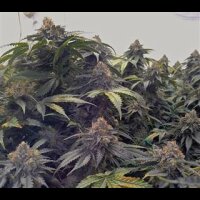 Bubba´s Gift from Seeds66 10 Seeds