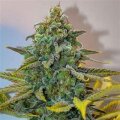Skunky Rosetta Stone from Seeds66 1 Seed