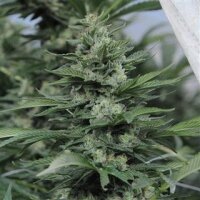 High CBD1 - CA - 40 : 1 from Seeds66 1 Seed