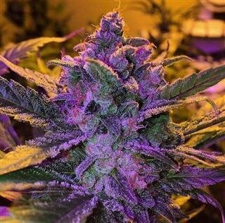 Purple Haze Strain - Seeds66