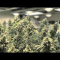 Bruce Banner from Seeds66 10 Seeds
