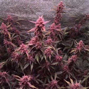 Blackberry Auto from Seeds66 1 Seed