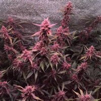 Blackberry Auto from Seeds66 5 Seeds