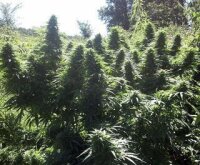 Hellfire OG - Seeds66