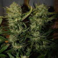 Ananas Express Auto - Seeds66