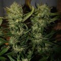 Ananas Express Auto - Seeds66