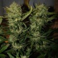 Ananas Express Auto from Seeds66 1 Seed