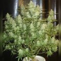 Cinderella 99 from Seeds66 1 Seed