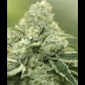 THC Flash from Seeds66 1 Seed