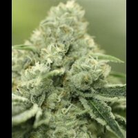 THC Flash from Seeds66 3 Seeds