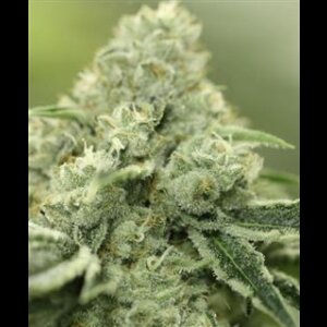 THC Flash from Seeds66 5 Seeds