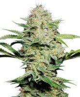 Sensi Skunk Automatic by Sensi Seeds