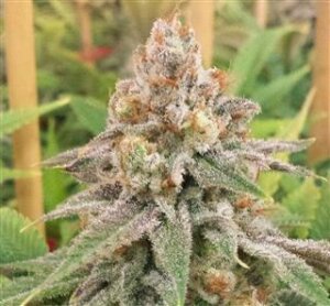 Wedding Cake Auto from Seeds66 1 Seed