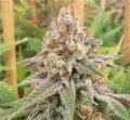 Wedding Cake Auto from Seeds66 1 Seed