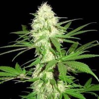 Big Bud Auto from Seeds66 1 Seed