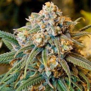 Cheese from Seeds66 3 Seeds