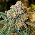 Cheese from Seeds66 10 Seeds