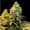 Northern Lights from Seeds66 3 Seeds